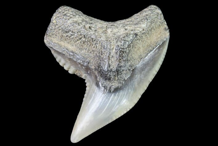 Colorful Fossil Tiger Shark (Galeocerdo) Tooth - Virginia #91847